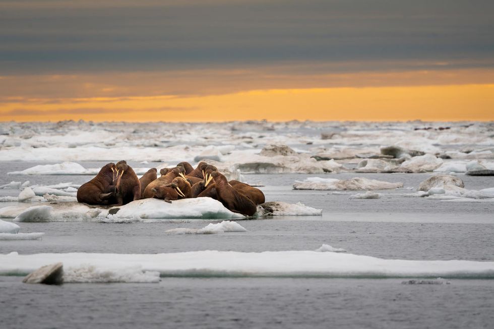 A herd of walruses on an ice floe, Svalbard, Norway (Richard Barrett / WWF-UK/PA)