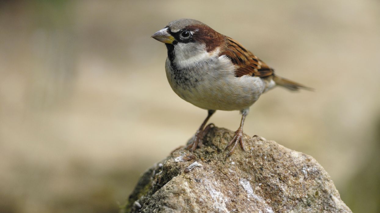 A house sparrow