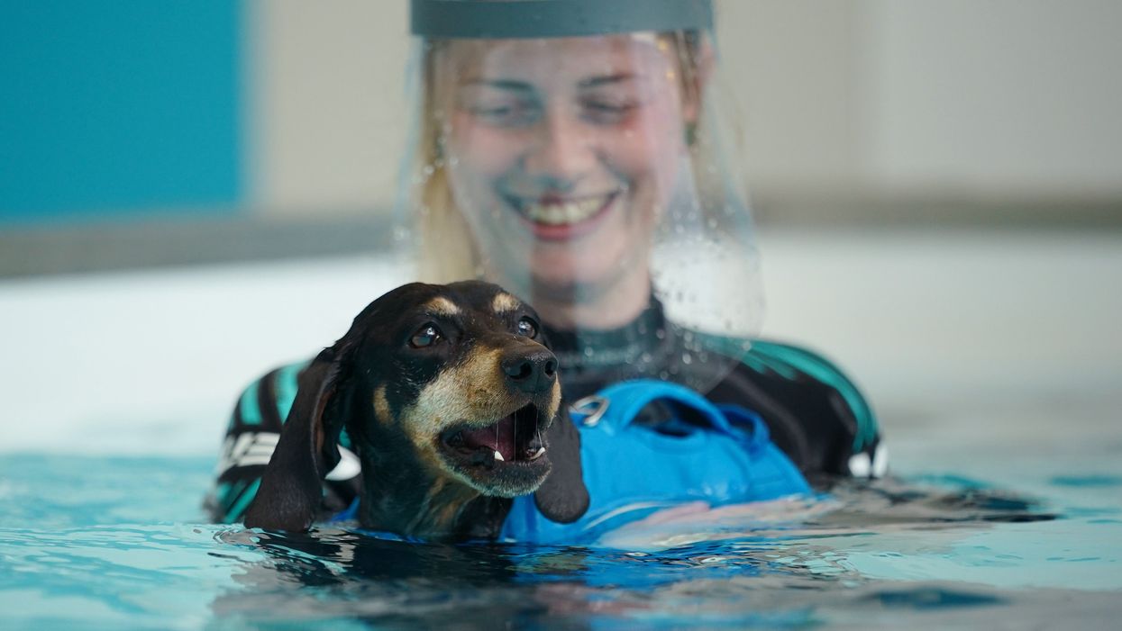 A hydrotherapist with Dixie, a seven-year-old dachshund being treated for back problems at Battersea's new hydrotherapy centre