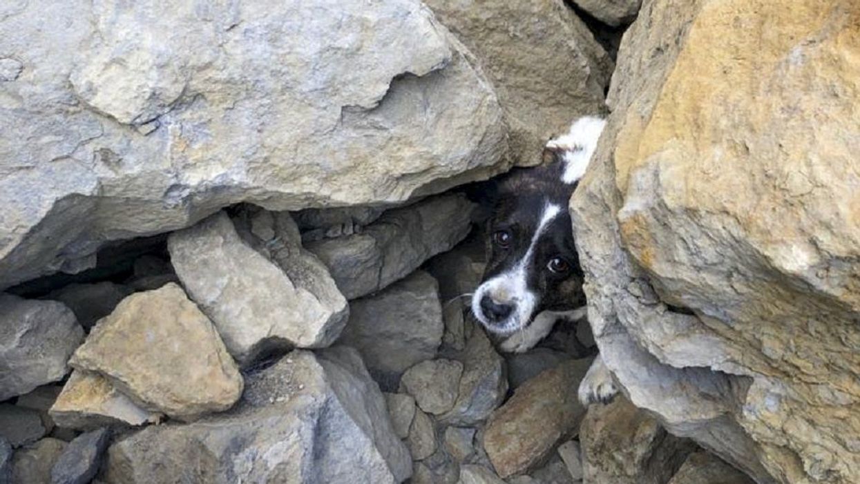 A Jack Russell trapped under rocks