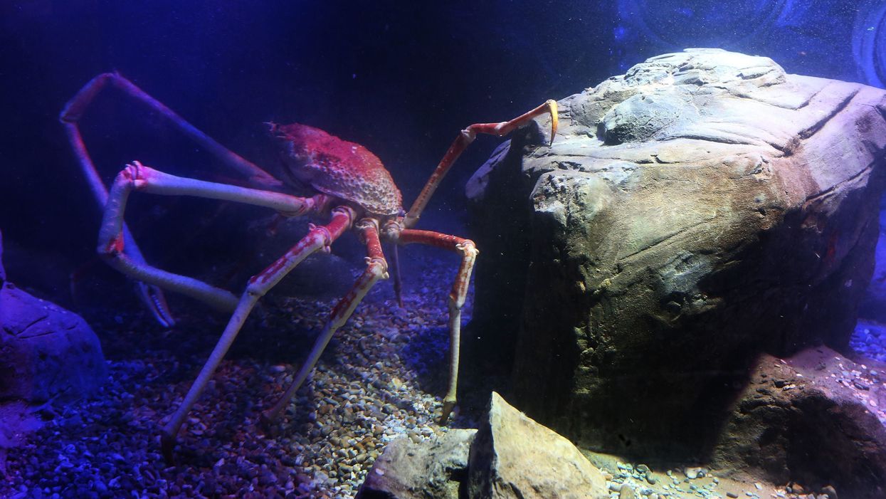 A Japanese Spider crab