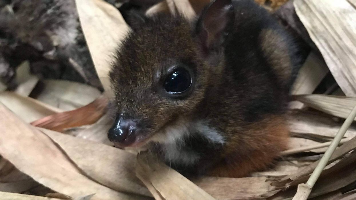 A Javan Chevrotain mouse deer fawn, born in the last month at Marwell Zoo