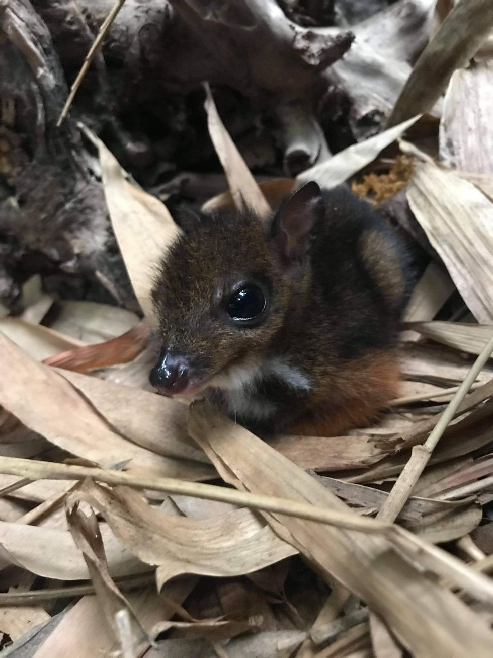 A Javan Chevrotain mouse deer fawn, born in the last month at Marwell Zoo
