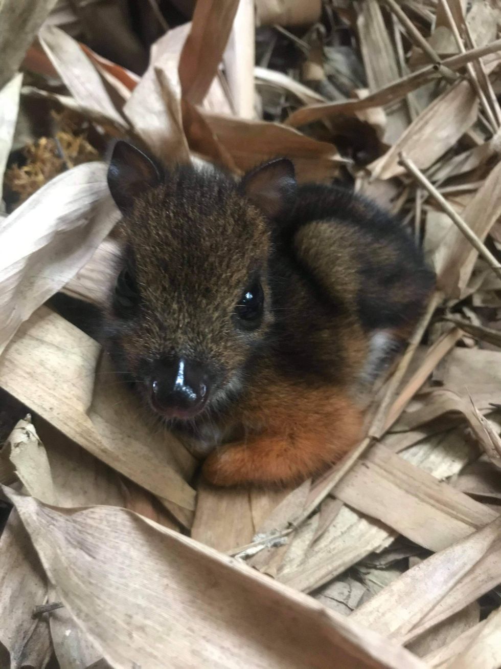 A Javan chevrotain mouse deer fawn, born in the last month at Marwell Zoo