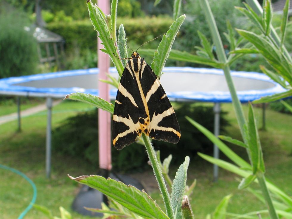 A Jersey Tiger moth on a plant with a trampoline in the background