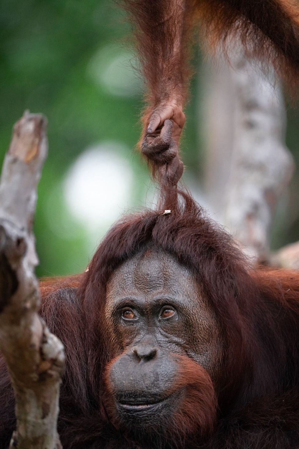 A juvenile orangutan pulling its mother's hair.