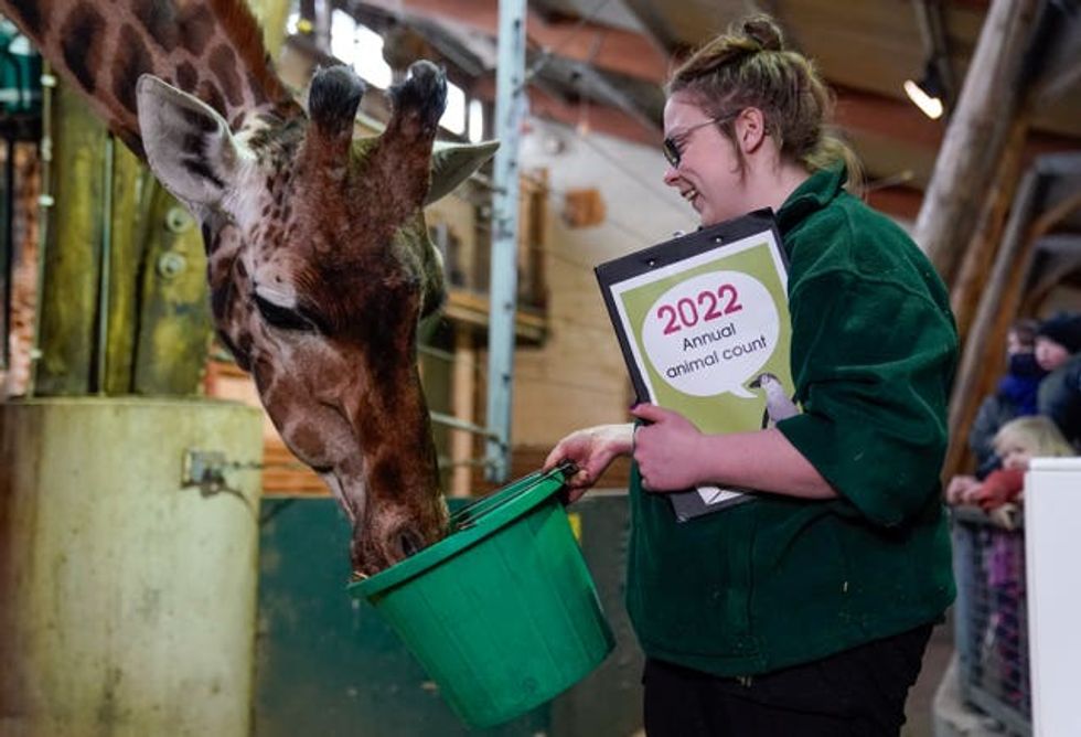 A keeper feeds a Giraffe as they are counted (Andrew Matthews/PA)
