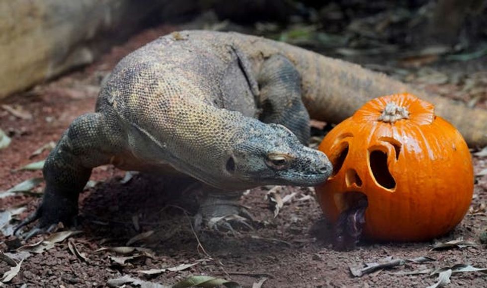 A Komodo dragon investigates its pumpkin treat