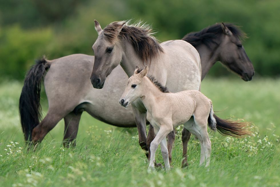 Konik foals and Highland calves brought in to help manage nature reserve