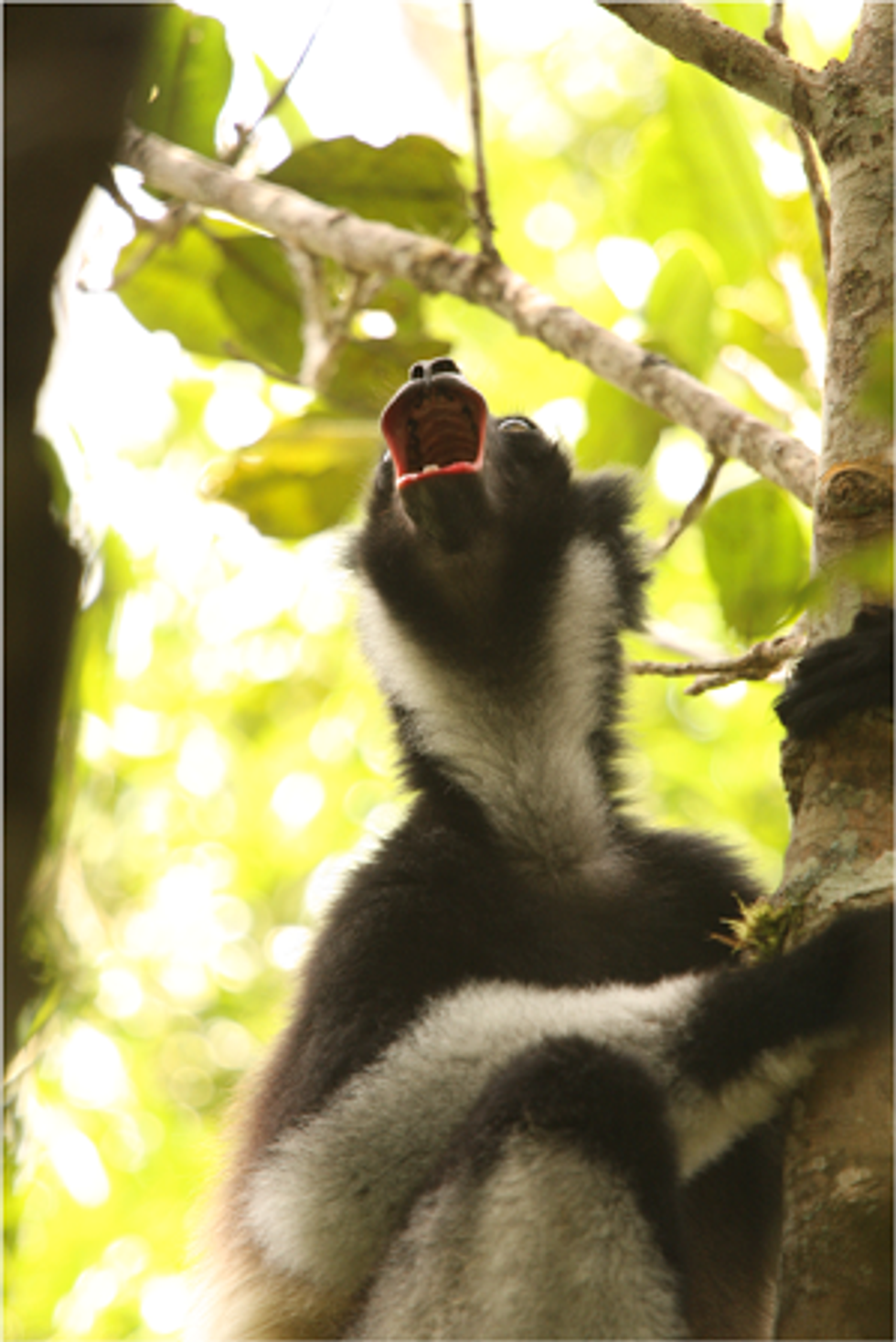 A lemur in a tree