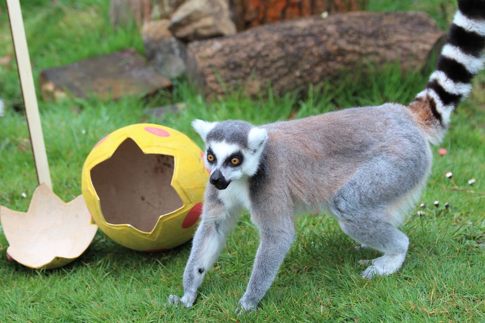 Lemurs on Easter egg hunt tuck into sweetcorn and peas