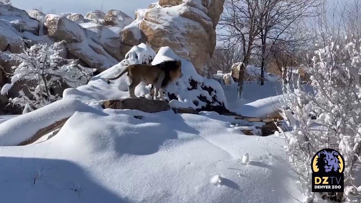 A lion plays in the snow at Denver Zoo
