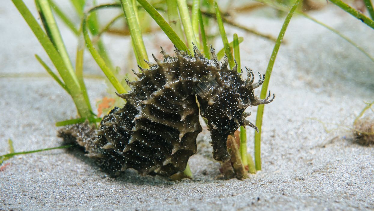 <p>A long snouted seahorse</p>