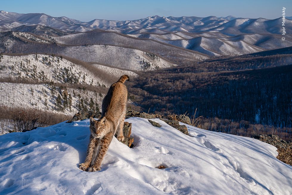 A lynx stretching in the wilderness in Russia