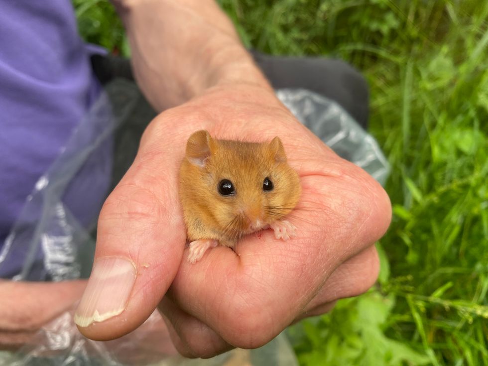 Hazel dormice reintroduced to Bedfordshire woodland to boost species resilience