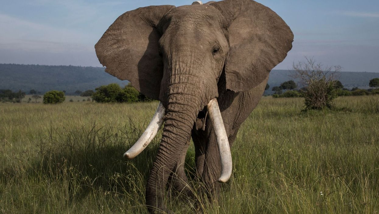 A male elephant grazes in plains of the Mara North Conservancy, Kenya