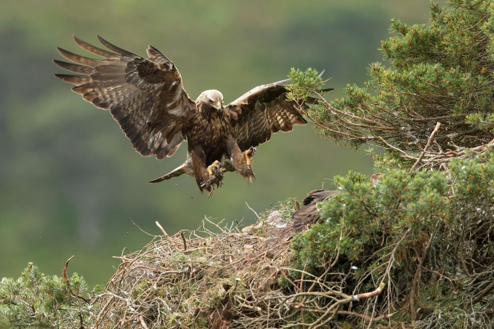 A male golden eagle flying into nest site with prey for chicks