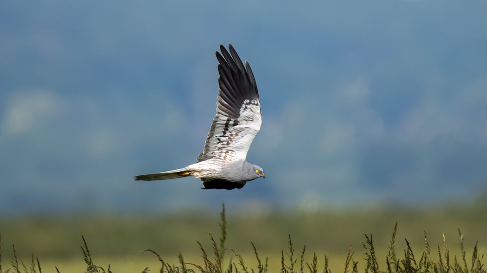 A male Montagu's harrier in flight over a field