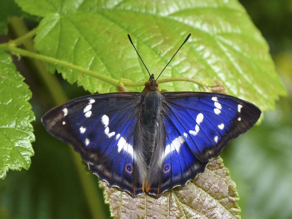 Elusive purple emperor butterfly sighted at National Trust estate