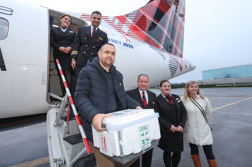 A man holding a box containing a turtle in front of a plane
