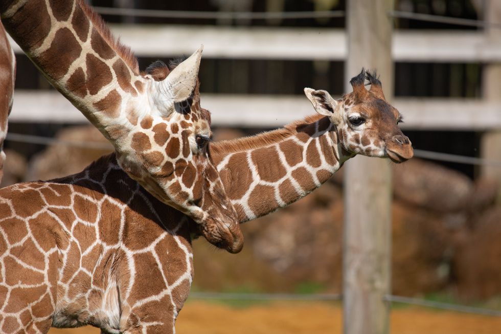 A Margaret the giraffe calf takes first steps outside at ZSL Whipsnade Zoo c ZSL