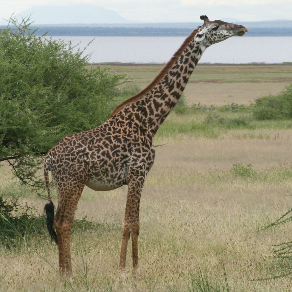 A Masai giraffe seen side on standing in front of a tree