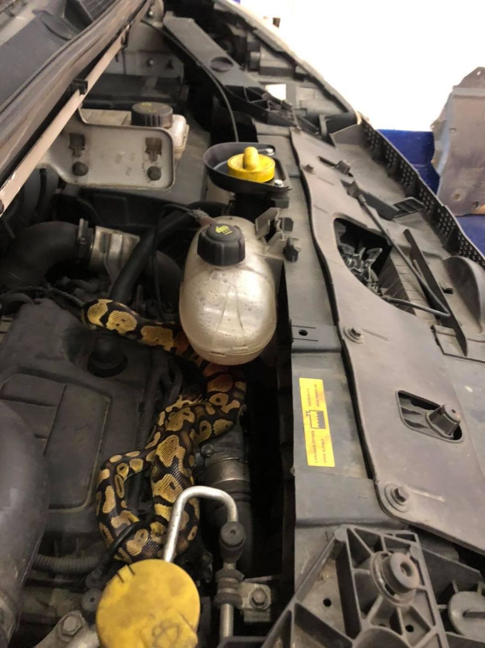 A mechanic found a python under a car bonnet during an MOT test in Wymondham, Norfolk. (CSN Autos/ PA)
