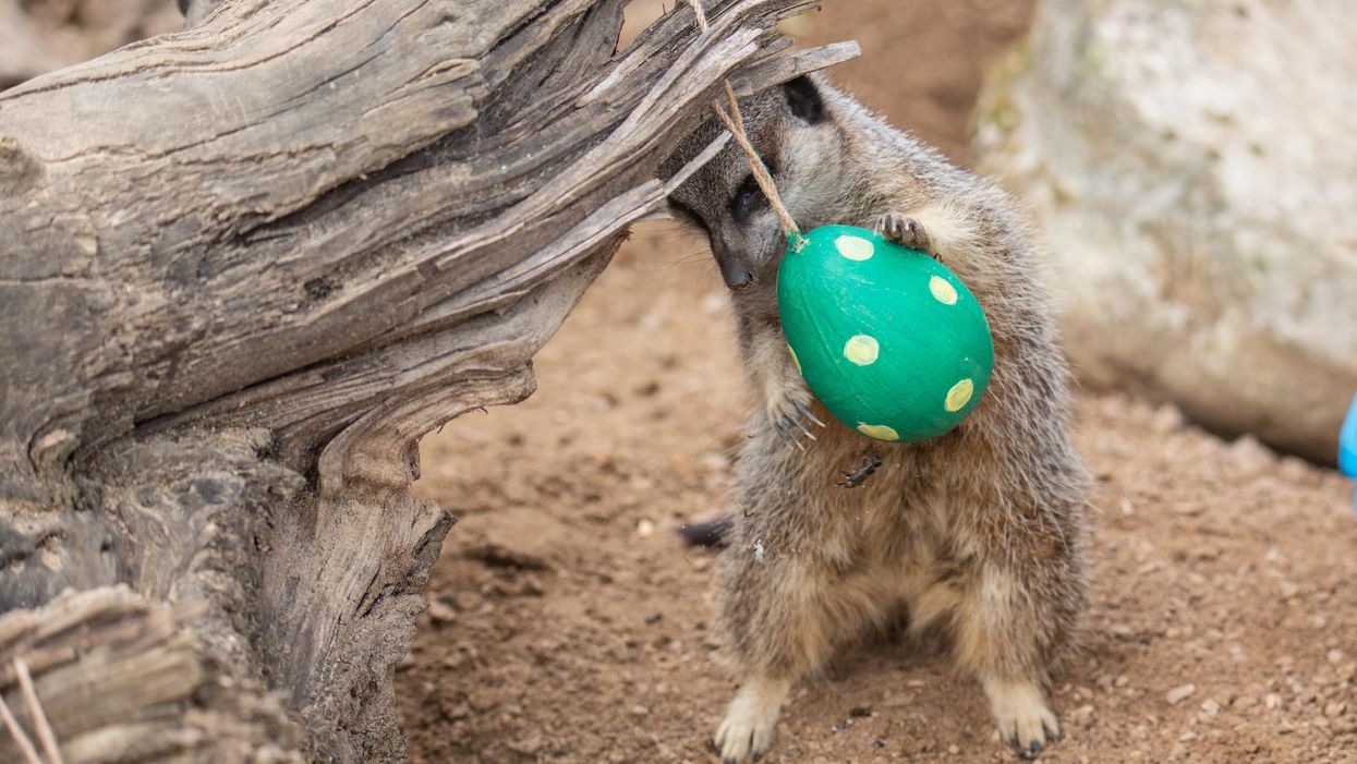 A meerkat enjoys an Easter treat