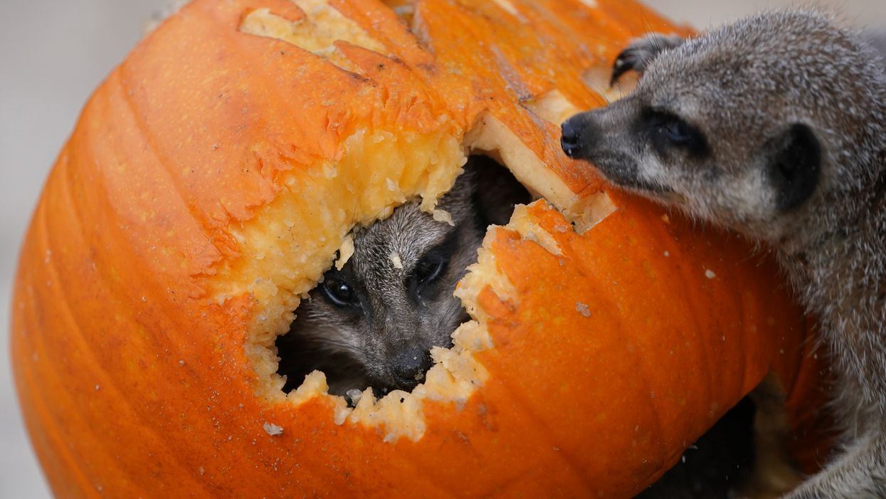 A meerkat pokes its head out from inside a pumpkin as it eats its way through it (Andrew Milligan/PA)