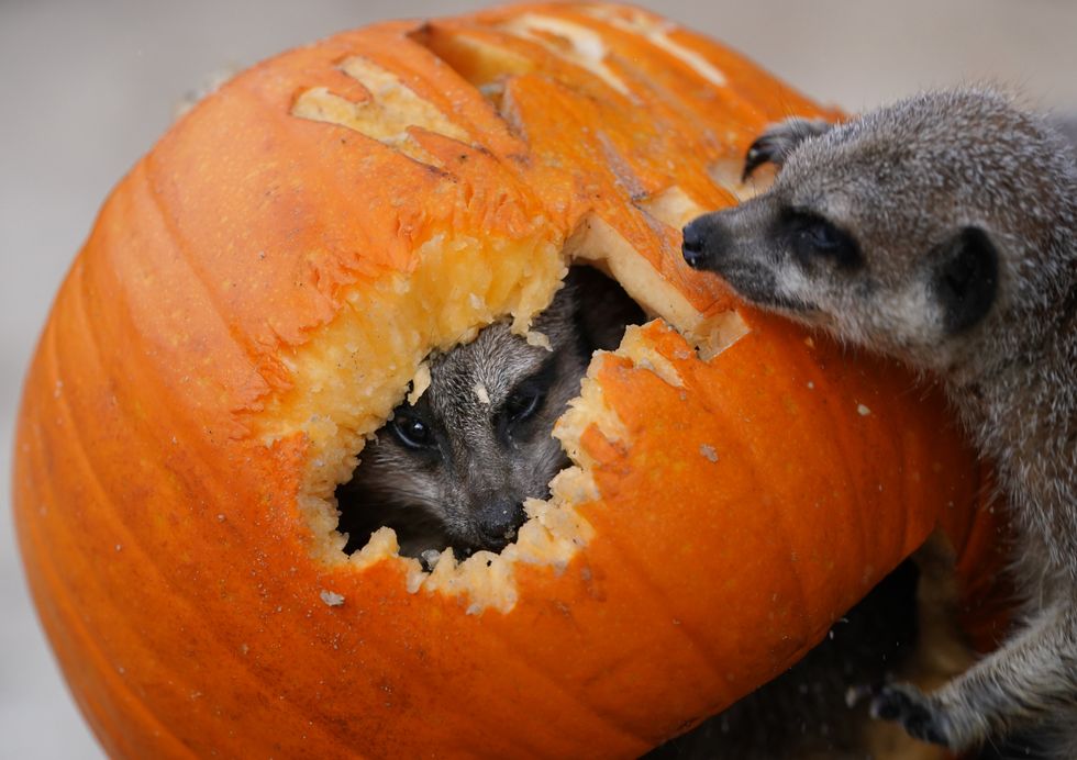 A meerkat pokes its head out from inside a pumpkin as it eats its way through it (Andrew Milligan/PA)