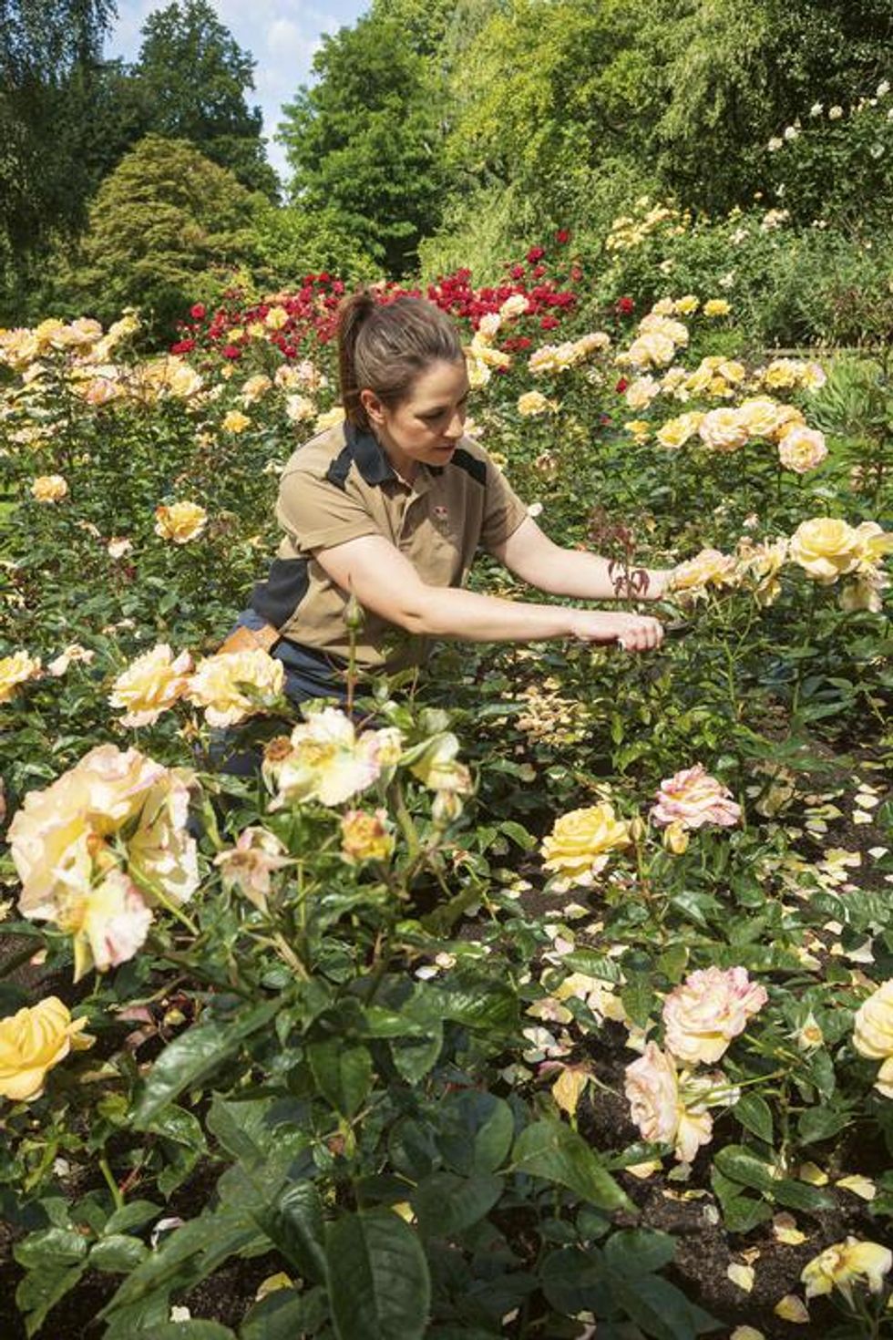 A member of the royal gardening team deadheading roses in the Rose Garden
