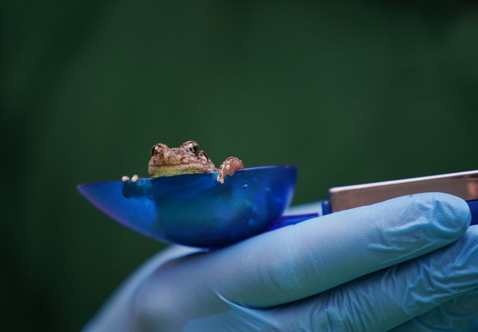 A midwife toad takes a peek as it is measured (Yui Mok/PA)
