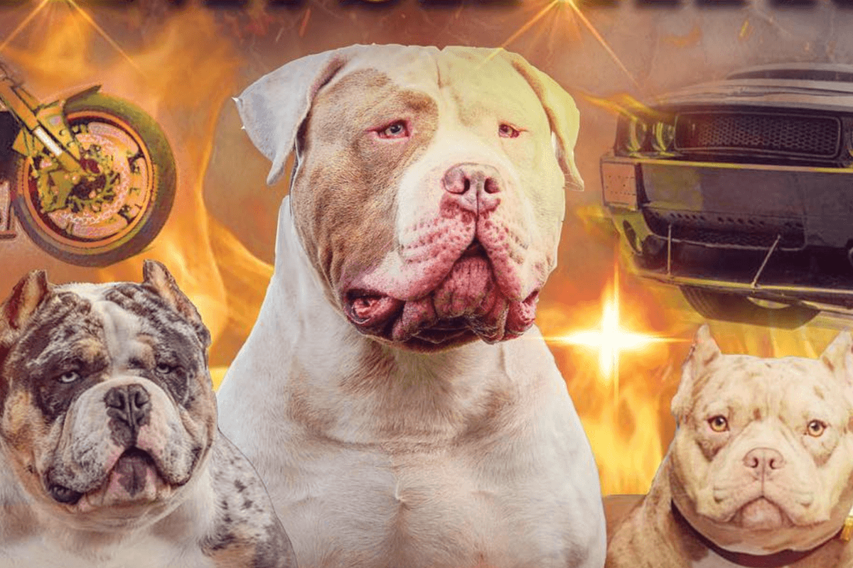 A mock-up poster with an XL Bully dog at the centre, with flames, a motorbike and a car in the background