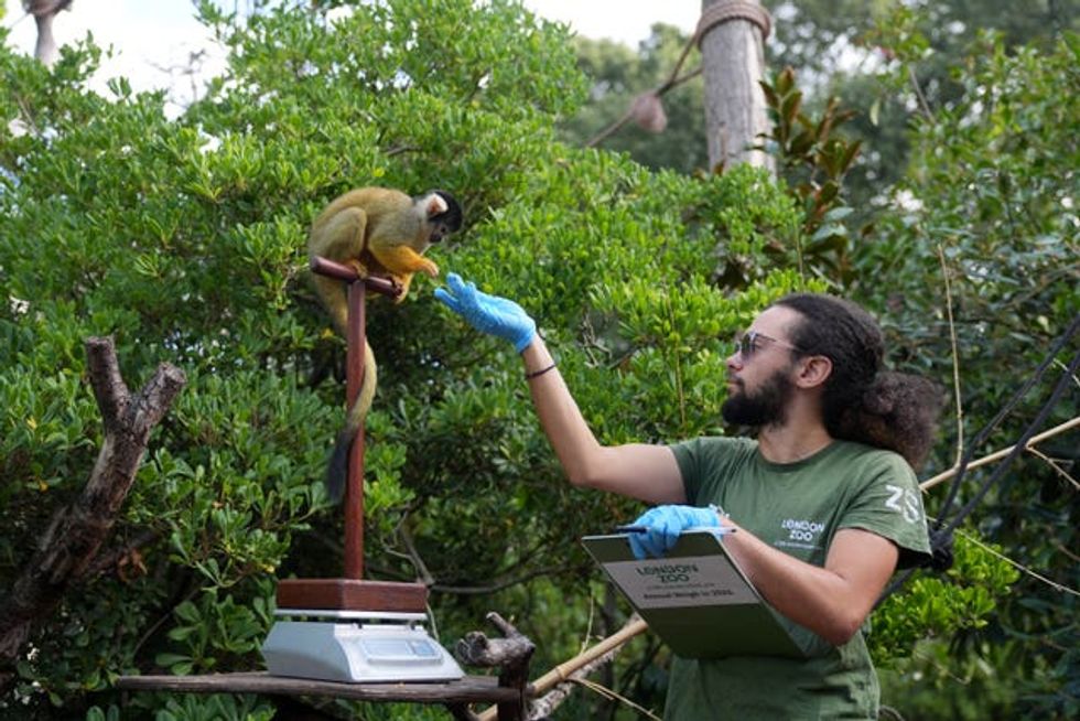 A monkey is placed on a perch by a zoo keeper to be weighed