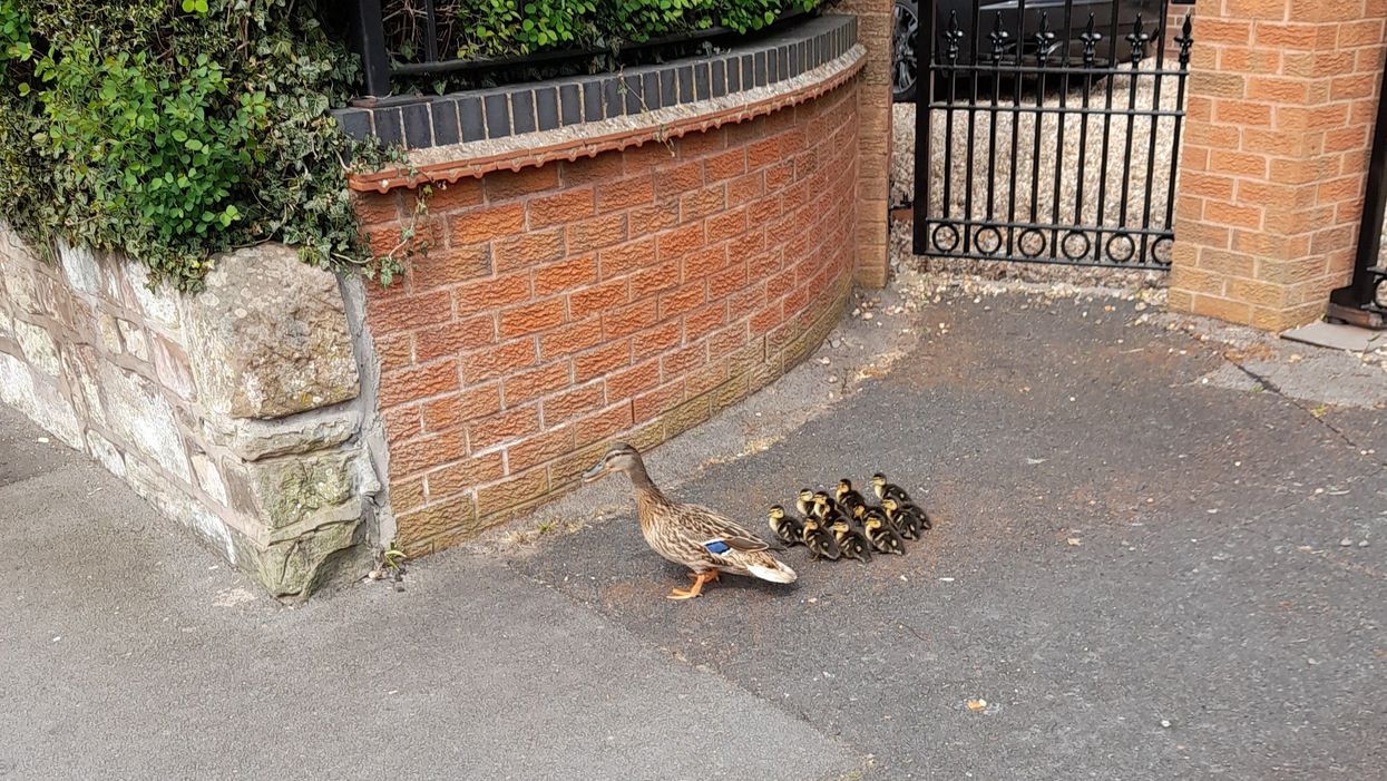 A mother duck and her ducklings