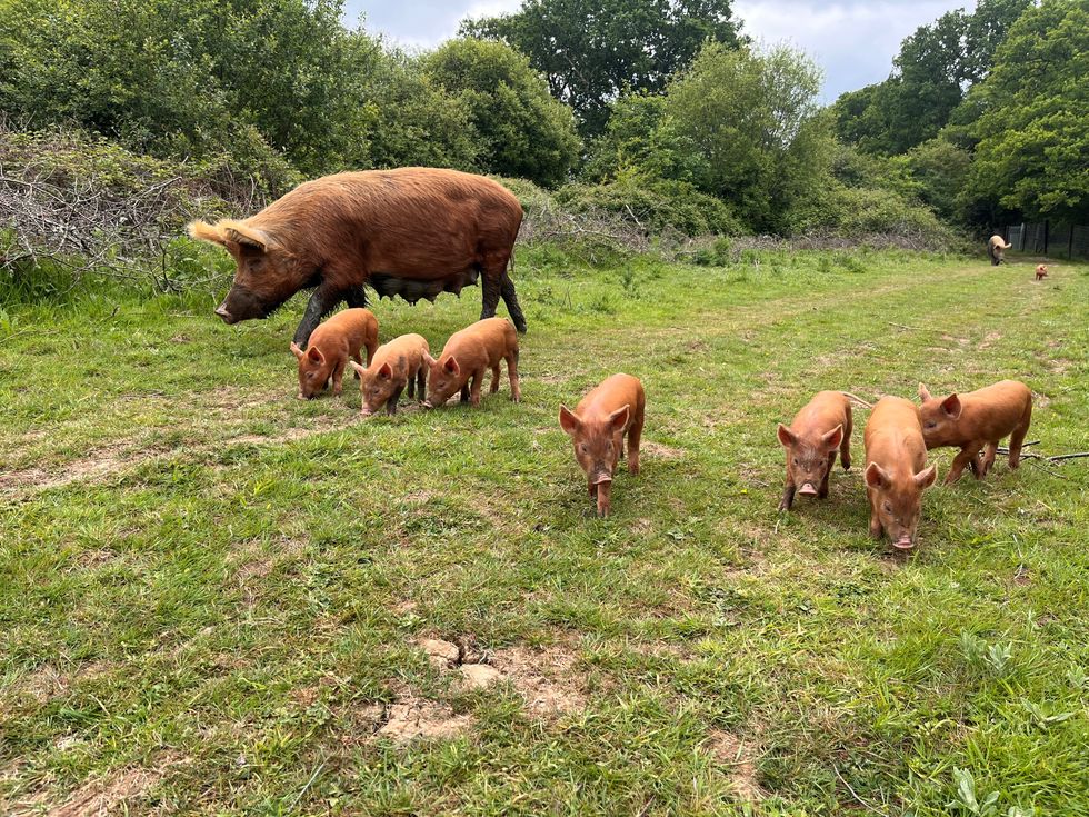A mother Tamworth pig and seven piglets walk along a wide grassy track with scrub behind