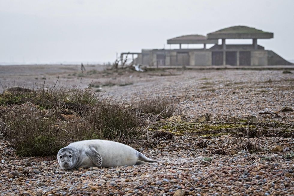 A moulted seal pup on Orford Ness in Suffolk, with the pagodas, former weapons testing facilities, visible in the background. (Hanne Siebers/ National Trust Images/ PA)