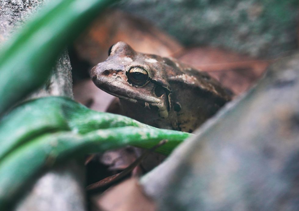 Visitors to get first glimpse of one of the world’s largest frogs at London Zoo