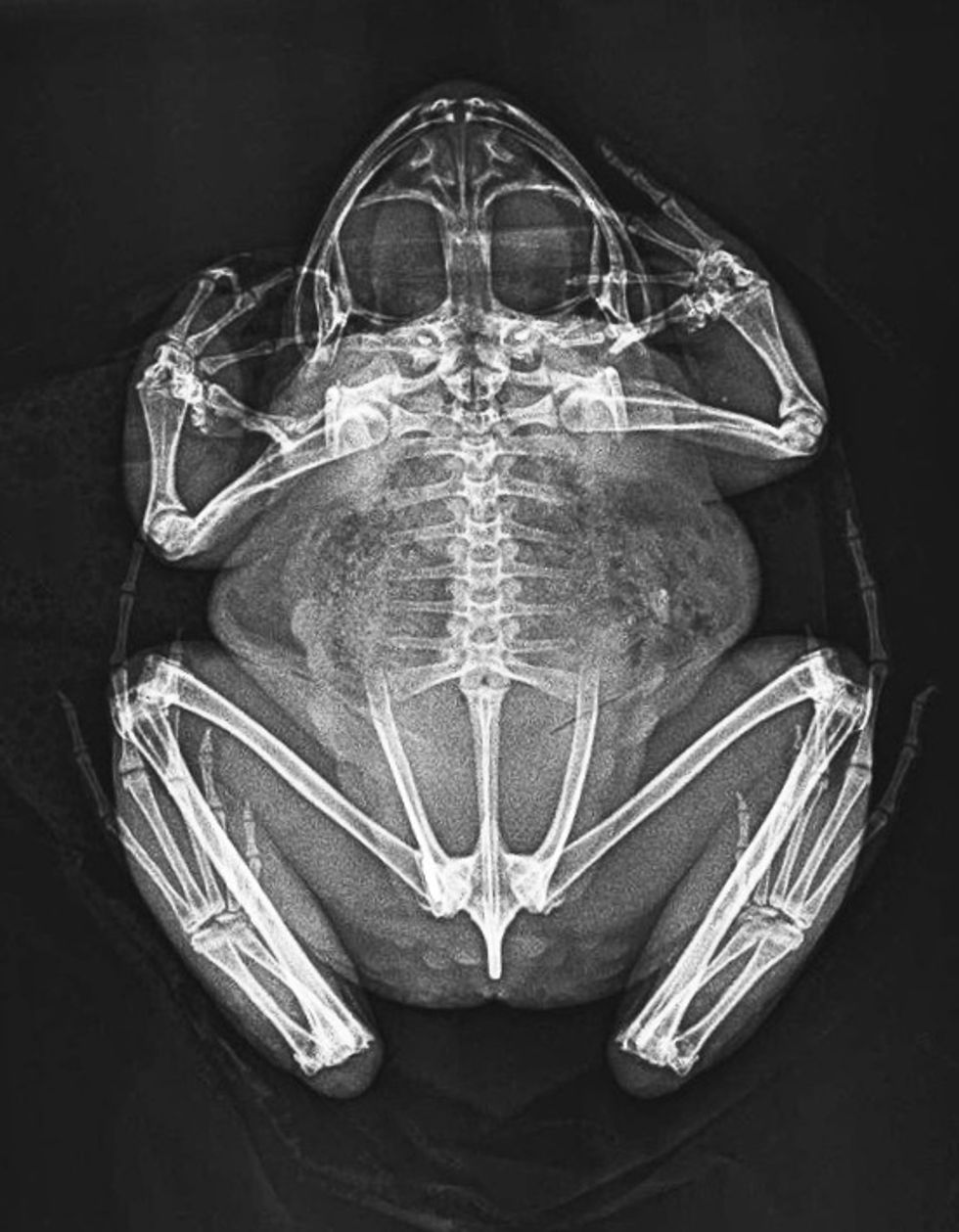 A mountain chicken frog X ray