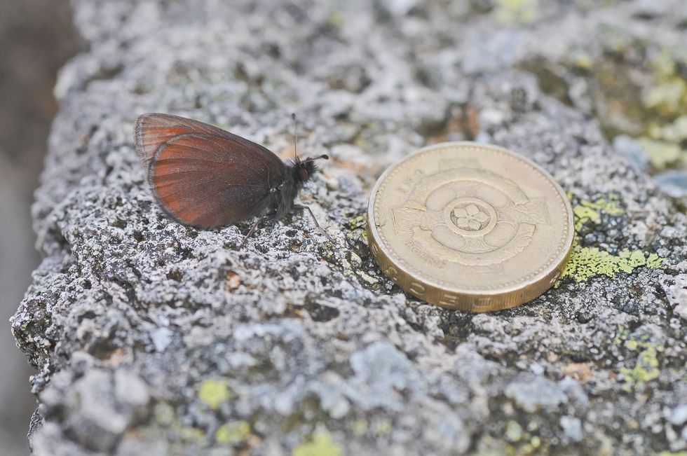 A mountain ringlet resting with wings closed on a rock next to a \u00a31 coin