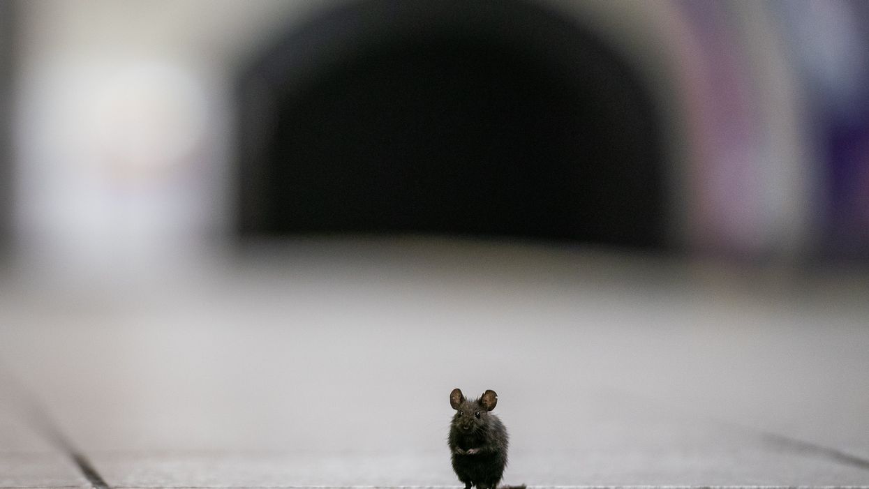 A mouse (Aaron Chown/PA)
