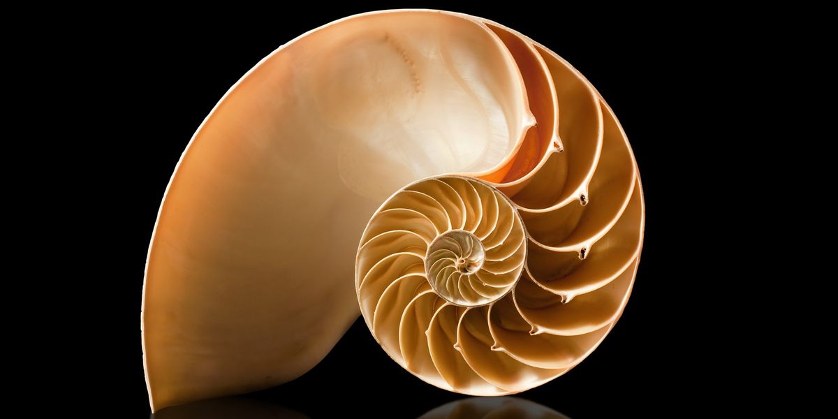 Notulous Shell Mathematicians have just discovered a whole new type of shape | indy100