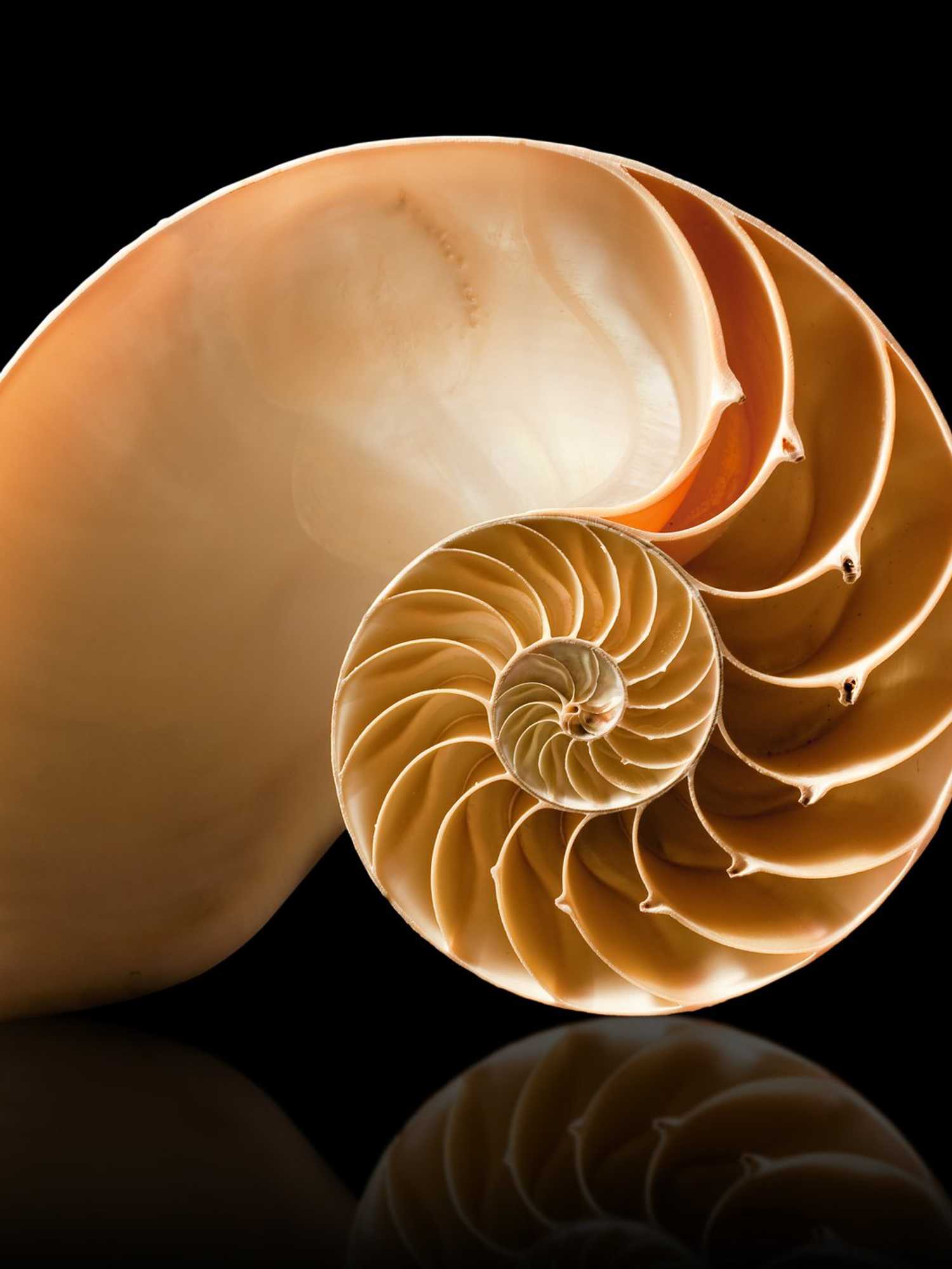A nautilus shell made up of a curved spiral and split up into narrowing sections as the shell shrinks to the centre. It's the shell used to symbolise the Fibonacci sequence.