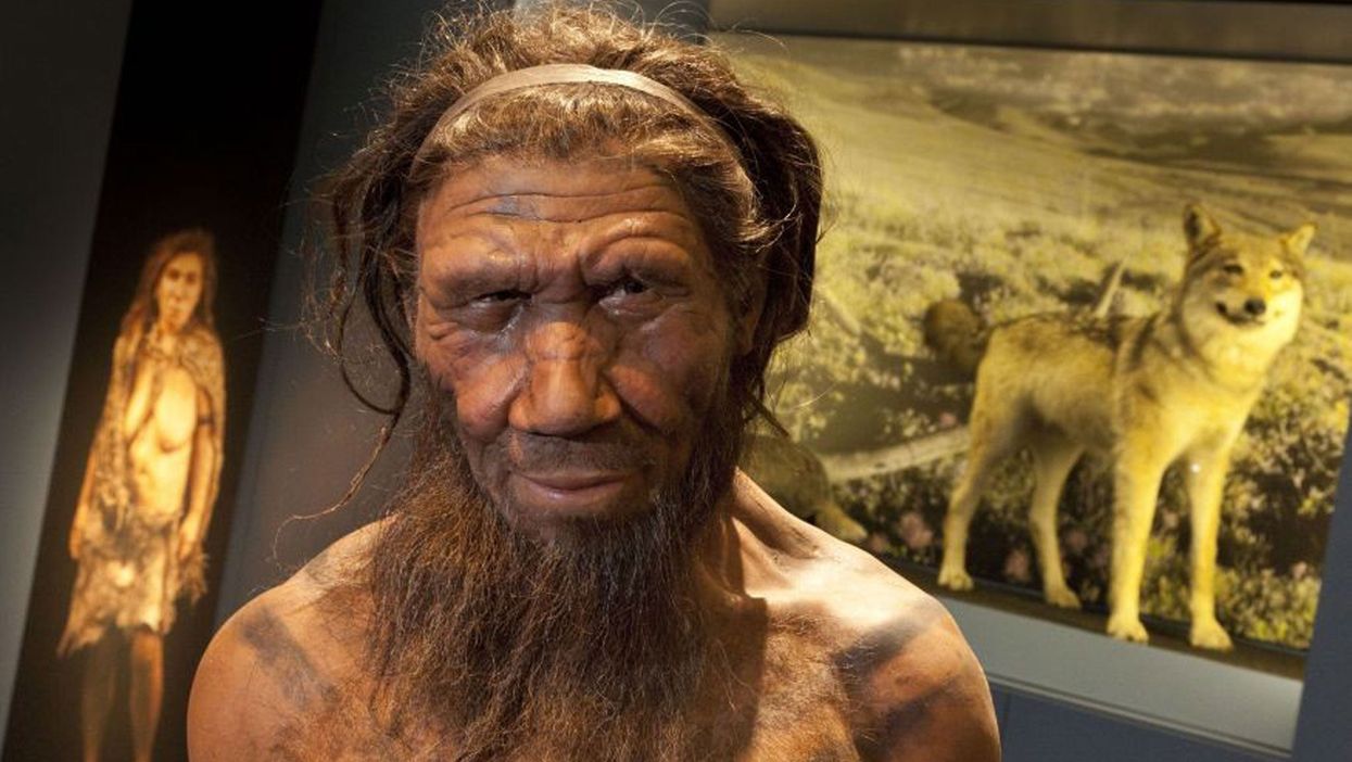 A Neanderthal model on display at the Natural History Museum