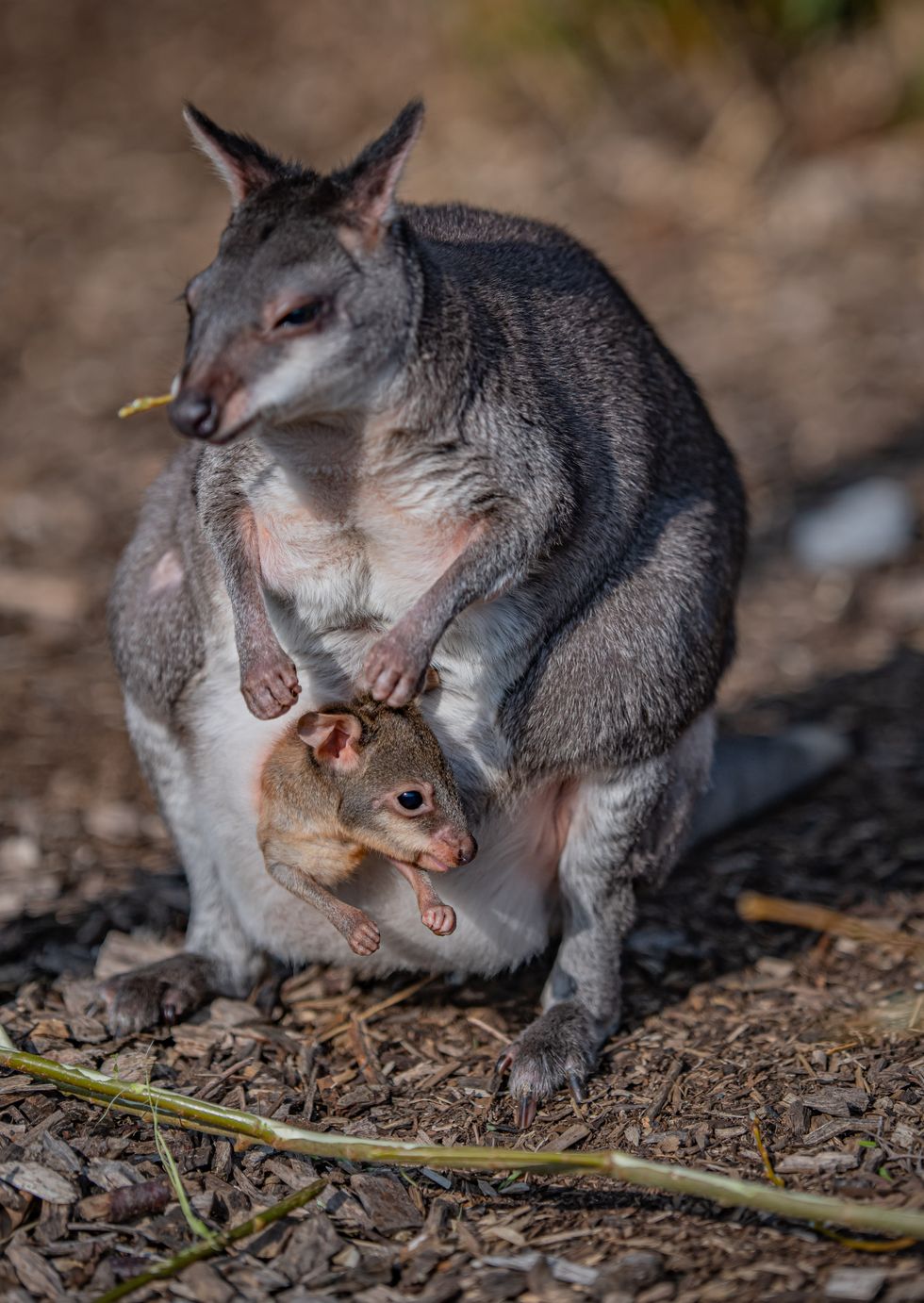 A newborn dusky pademelon joey peeks out of mum's pouch for the first time at Chester Zoo.