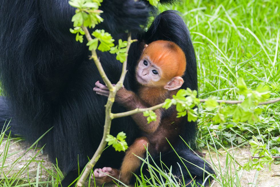 Leicestershire zoo ‘absolutely delighted’ at birth of endangered primate