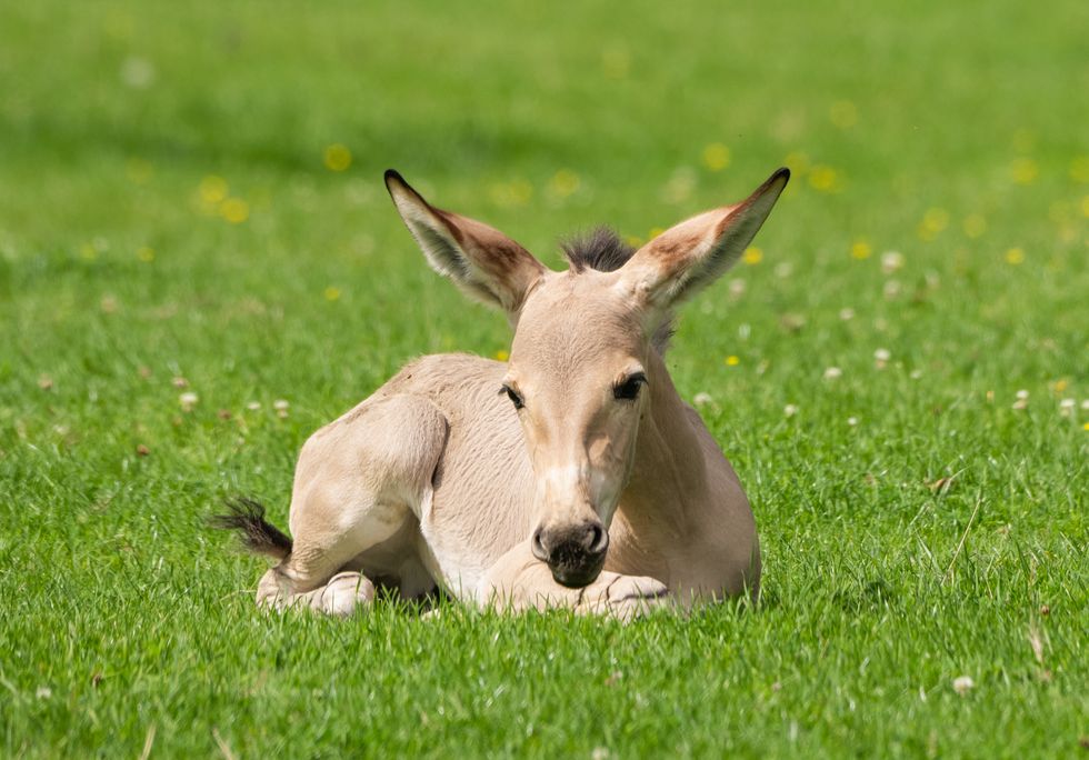 Zoo celebrates birth of critically-endangered African wild ass