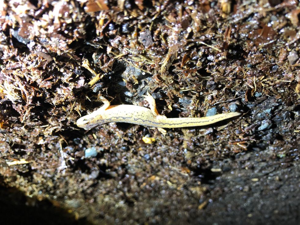 A newt on the road in Charlcombe Lane (Charlcombe Toad Rescue Group/PA)