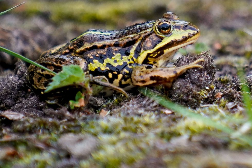 A northern pool frog before being released in ancient pingos at Norfolk Wildlife Trust (NWT) Thompson Common (Jacob King/ PA)