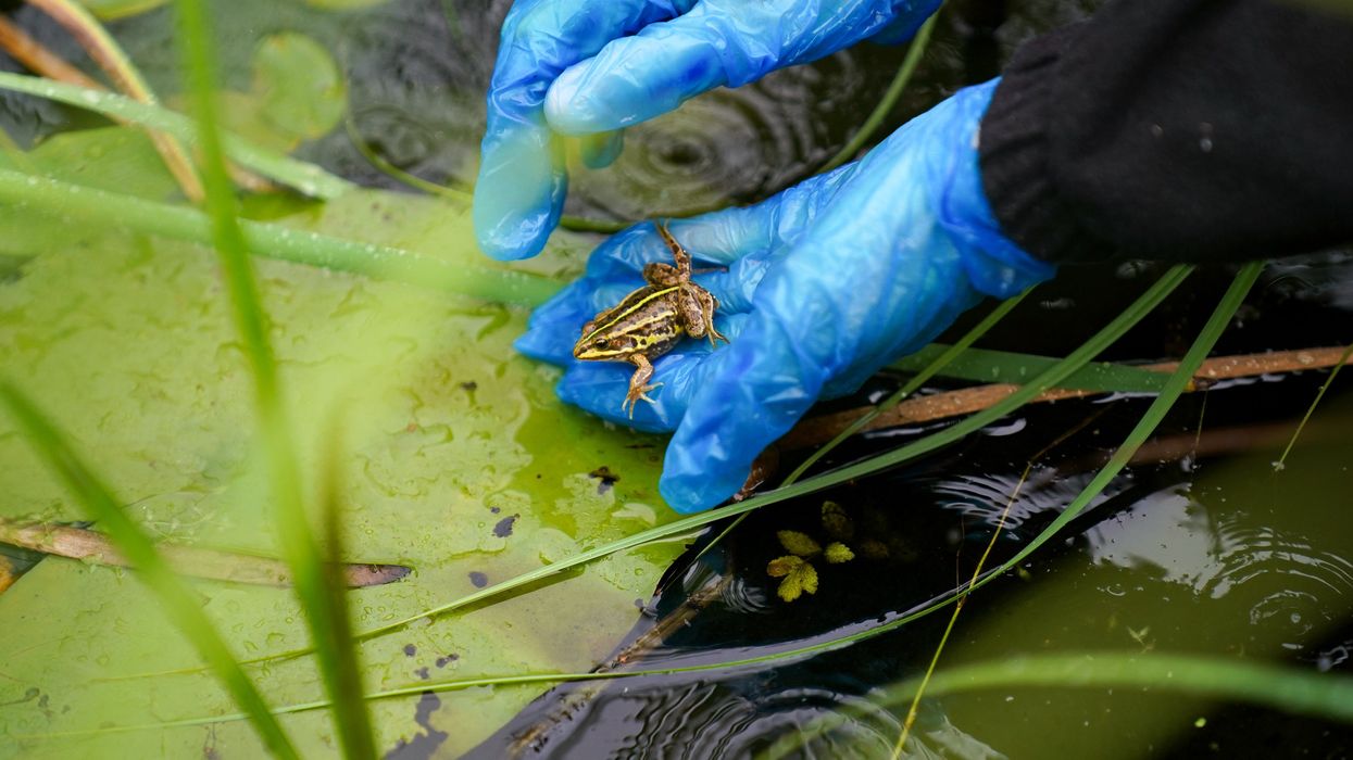 A northern pool frog is released into ancient pingos (Jacob King/ PA)